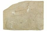 Fossil Leaf (Alnus) - France #254277-1